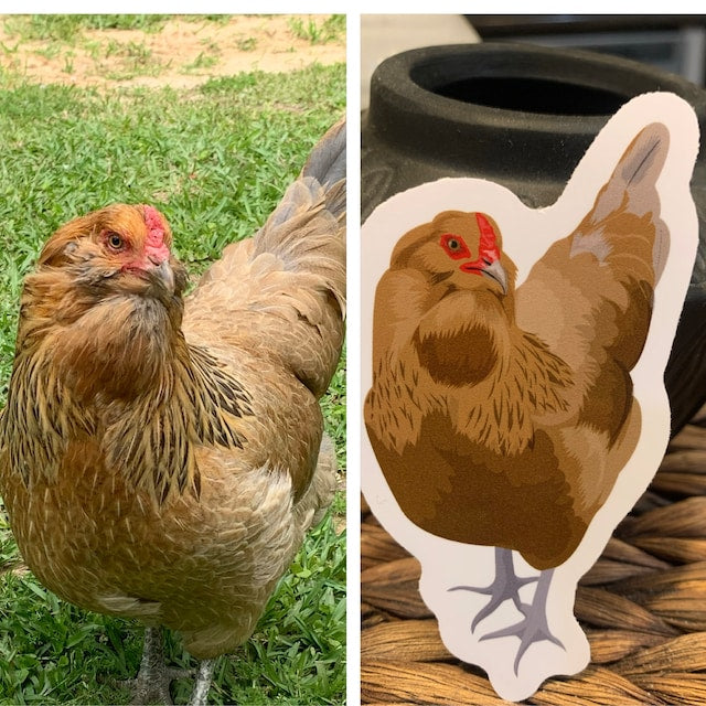 Custom Pet Chicken Stickers